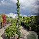 Trachelospermum jasminoides 300-350 cm 25L