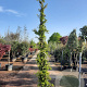Trachelospermum jasminoides 300-350 cm 25L