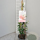 Trachelospermum jasminioides 'Star of Sicily' 60 cm C1.5 piramide
