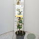Trachelospermum j. Star of Toscane 60 cm C1.5 piramide