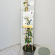 Trachelospermum j. Star of Toscane 60 cm C1.5 piramide