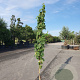 Vitis vinifera 200-250 cm 25L