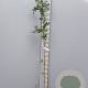 Wisteria flor. 'Lawrence' 175-200 cm 3,0L