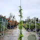 Wisteria sinensis 'Prolific' 350-400 cm 25L