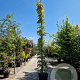 Wisteria sinensis 'Prolific' 500-550 cm container