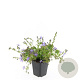 Campanula posch. 'Stella' GM P9