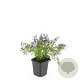 Campanula posch. 'Stella' GM P9