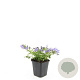 Campanula posch. 'Stella' GM P9