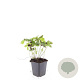 Geranium nodosum GM P9