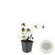 Geranium nodosum GM P9