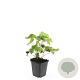 Geranium nodosum GM P9
