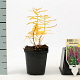 Lythrum salicaria GM P9