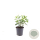 Viburnum tinus GM C1.3