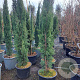 Cupressus sempervirens 150-175 cm 18L