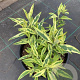 Buddleja davidii 'Magda's Gold Knight' 40-50 cm 10L