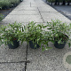 Caryopteris cland. 'Heavenly Blue' 20-30 cm 3,5L