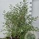 Caryopteris cland. 'Heavenly Blue' 60-80 cm 10L