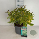 Cornus alba 'Gouchaultii' 60-80 cm 10L