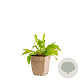 Centaurea jacea GM  P11