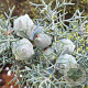 Cupressus ariz. 'Glauca' 80-100 cm 5,0L