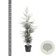 Cupressus ariz. 'Glauca' 80-100 cm 5,0L