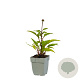 Echinacea purpurea 'Sensation Pink' GM  P11