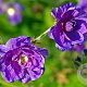 Geranium pr. 'Plenum Violaceum' GM  P11