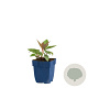 Helleborus sternii GM  P11
