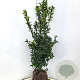 Ilex meserv. Blue Maid 100-120 cm met kluit