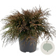 Microbiota decussata 40-50 cm 5,0L