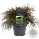 Microbiota decussata 40-50 cm 5,0L