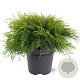 Microbiota decussata 40-50 cm 5,0L