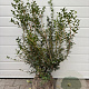 Osmanthus burkwoodii 60-80 cm met kluit 30-35 haagplant