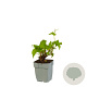Persicaria a. 'Lisan' GM  P11