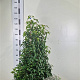 Prunus l. 'Angustifolia' 100-120 cm met kluit