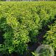Prunus l. 'Angustifolia' 100-120 cm met kluit