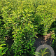 Prunus l. 'Angustifolia' 100-120 cm met kluit