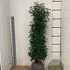 Prunus l. 'Angustifolia' 120-140 cm met kluit