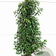 Prunus l. 'Angustifolia' 120-140 cm met kluit