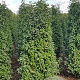 Prunus l. 'Angustifolia' 140-160 cm met kluit extra