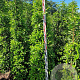 Prunus l. 'Angustifolia' 175-200 cm met kluit