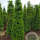Prunus l. 'Angustifolia' 200-225 cm met kluit
