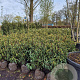 Prunus l. 'Angustifolia' 60-80 cm met kluit