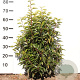 Prunus l. 'Angustifolia' 60-80 cm met kluit