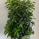 Prunus l. 'Angustifolia' 60-80 cm met kluit