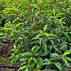 Prunus l. 'Angustifolia' 60-80 cm met kluit