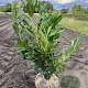 Prunus l. 'Caucasica' 60-80 cm met kluit