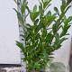 Prunus l. 'Caucasica' 60-80 cm met kluit