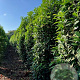 Prunus lusitanica 'Genolia 200-225 cm met kluit extra