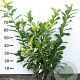 Prunus l. 'Novita' 80-100 cm met kluit 30-35 haagplant